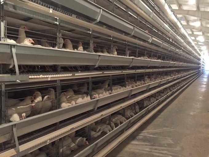 Automatic Layer Battery Cages